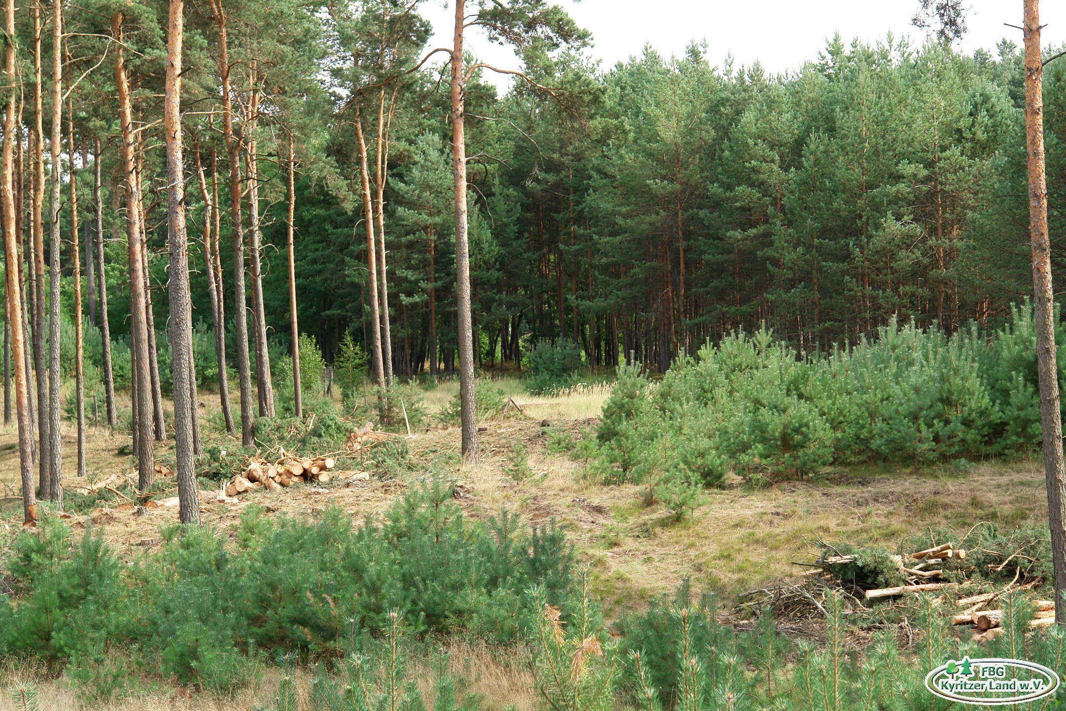 Holzeinschlag In Vorberitung Für Eine Naturverjüngung 1