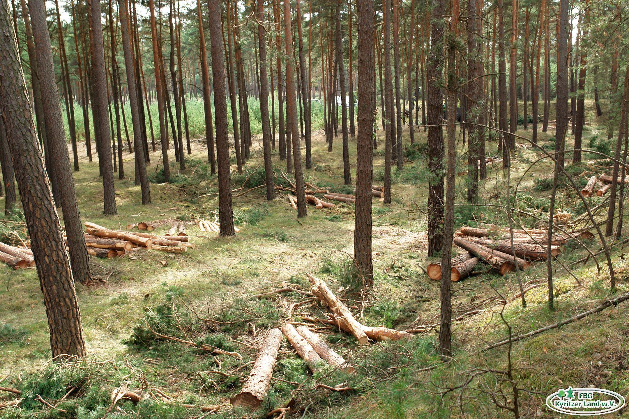 Holzeinschlag In Vorberitung Für Eine Naturverjüngung 2